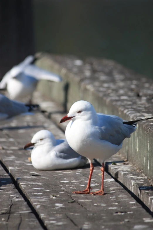 three seagulls sit on a wooden planks near the water