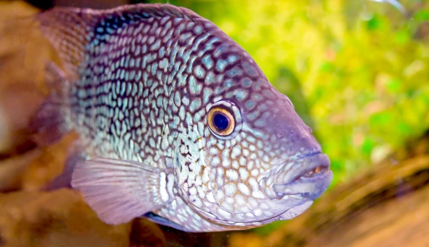 a fish that is standing on a nch in the water