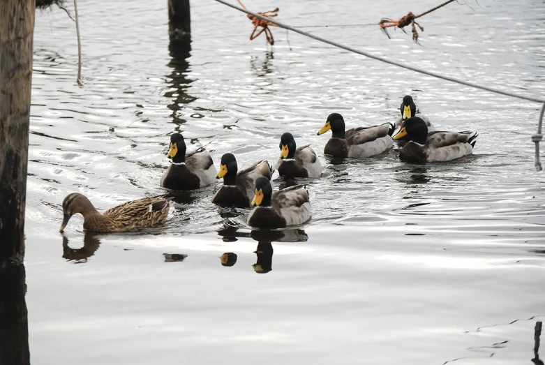 a bunch of ducks swimming in the water