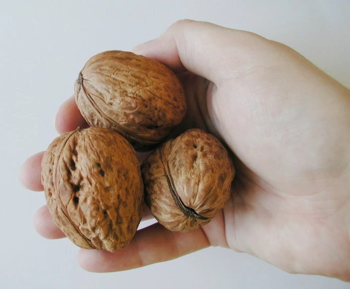 an open hand holding five nuts in a shell