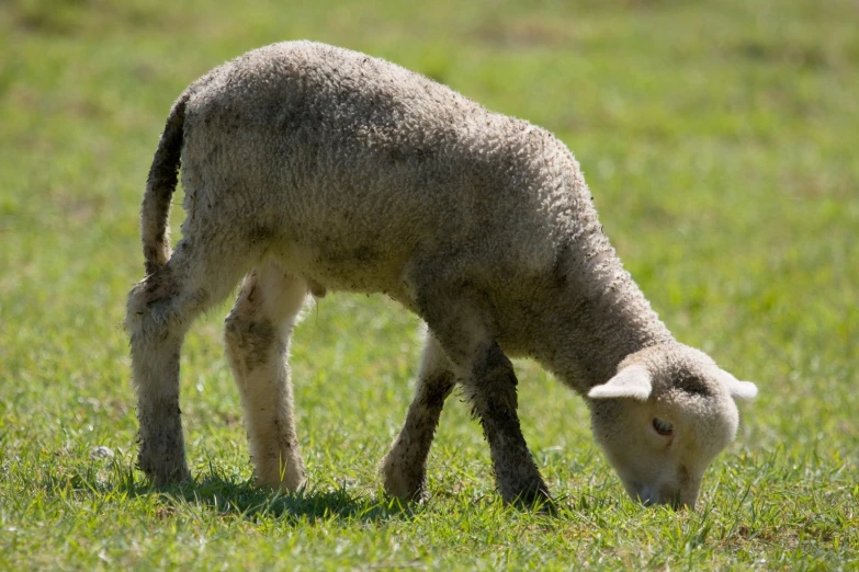 an adult sheep grazing on some grass in the sun