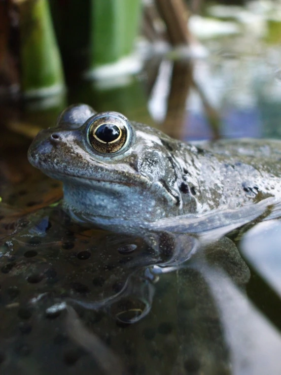 a frog that is sitting in the water