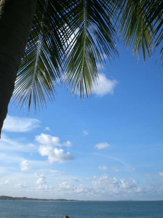 the view of an ocean through palm trees