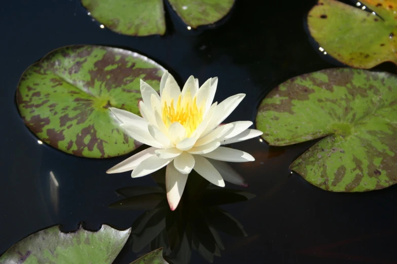 the flower is sitting on top of some water lilies