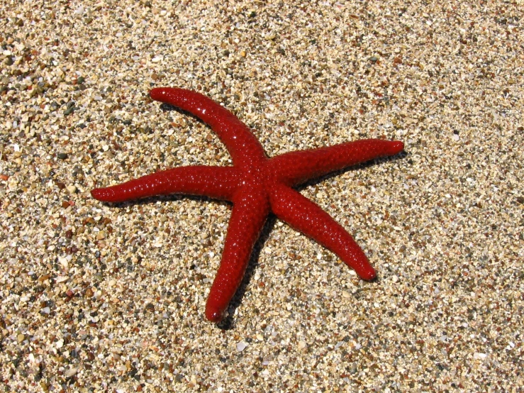 a red starfish laying in the sand on a beach