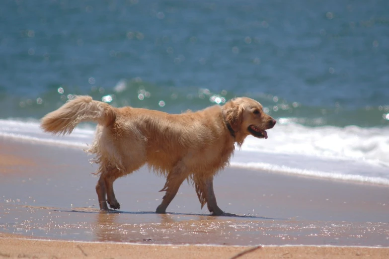 a dog walking down the beach at the water's edge