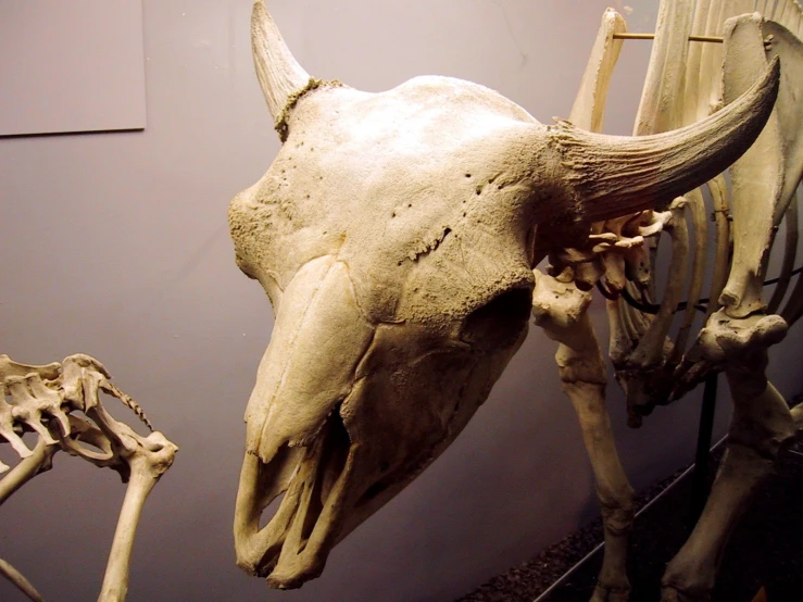 a huge bull skull is seen on display behind a small animal skeleton
