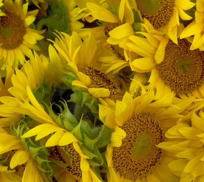 a field full of yellow flowers with a large green center