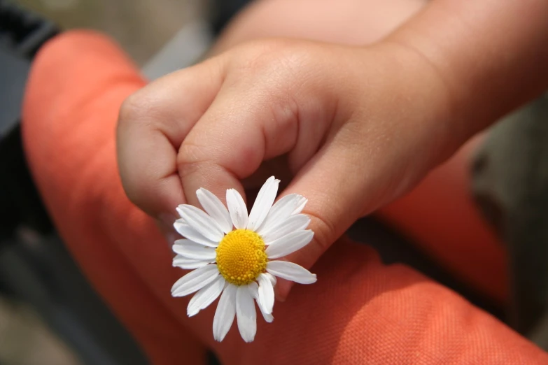 small white and yellow daisy held in a childs hand