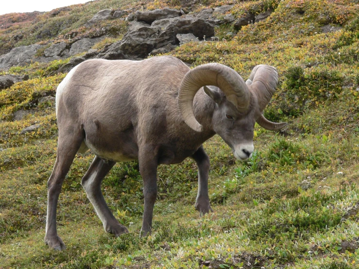 an adult mountain goat grazes on green grass