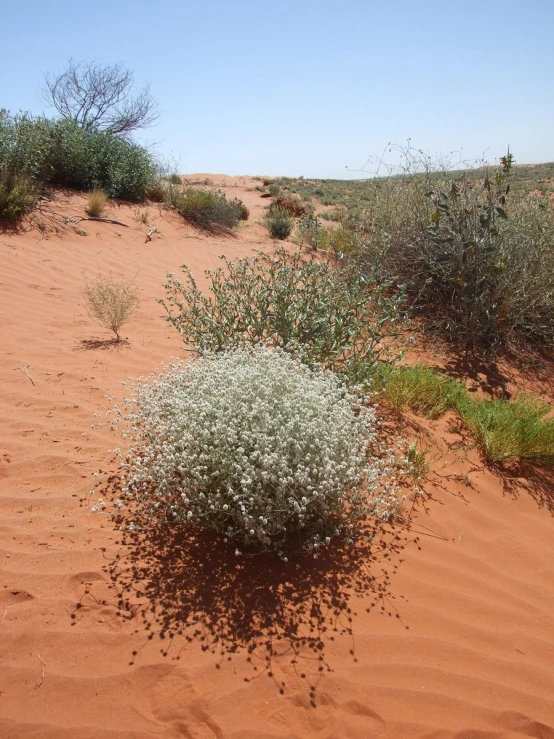 a small bush is sitting in the middle of the desert