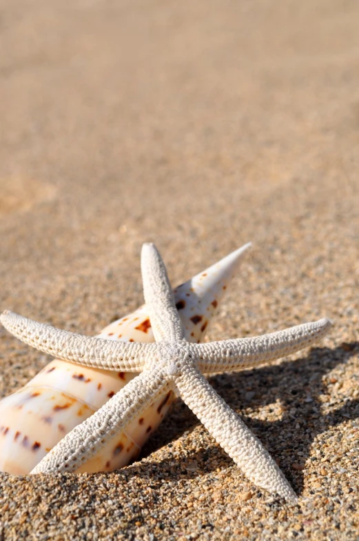 three starfishs are laying together on the beach