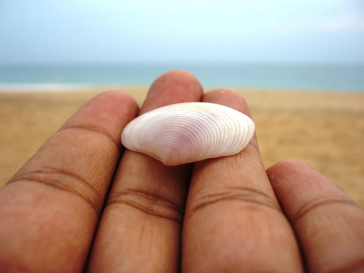 a close up of a person holding a small shell