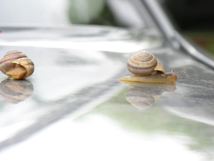 two snails on a silver surface with a shiny surface