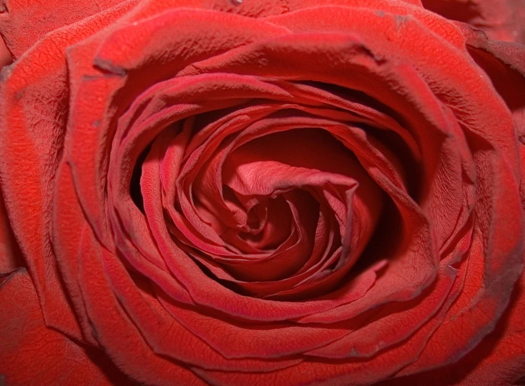 the closeup image of a beautiful red rose