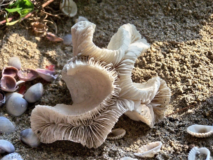 a beach with several shells, sand and rocks