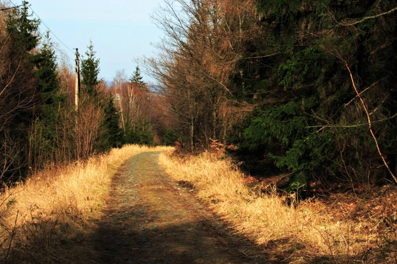 an empty dirt road near some trees with sp grass