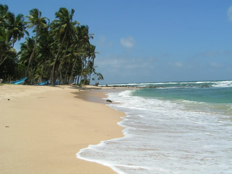 palm trees growing at the edge of a sandy beach