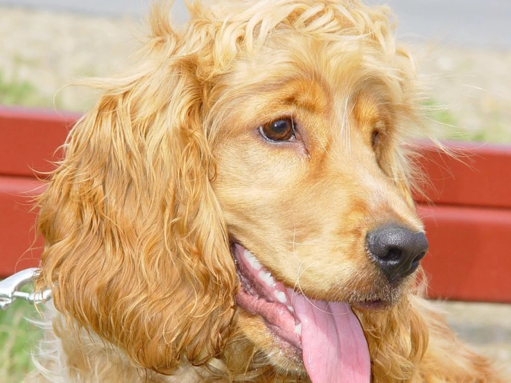 a brown dog with a frecked coat on a leash