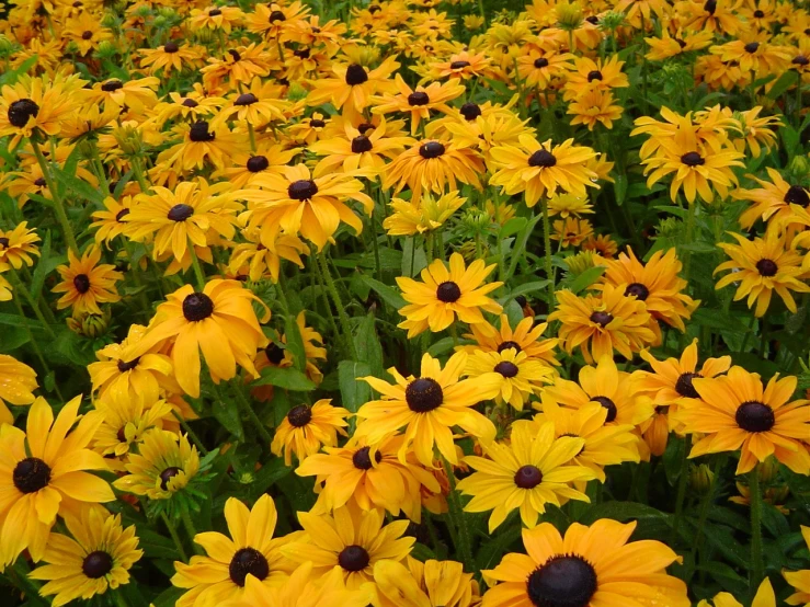 yellow flowers with black centers are blooming in a field