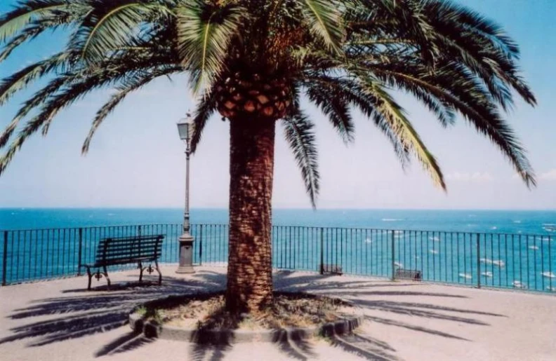 a bench sitting next to a palm tree on top of a beach