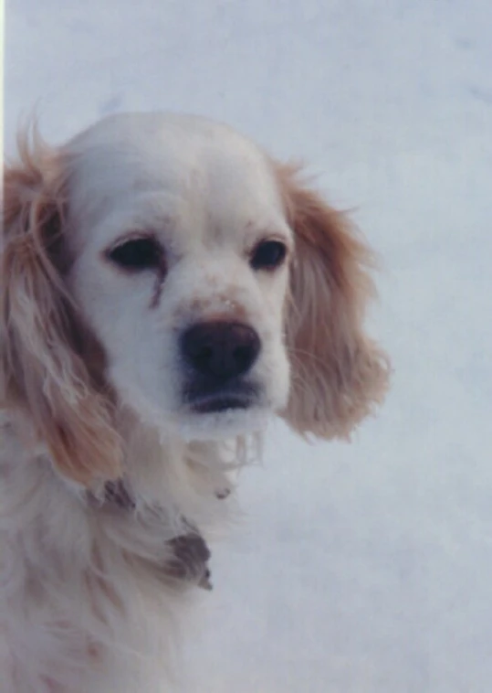 the dog is standing outside and looking forward