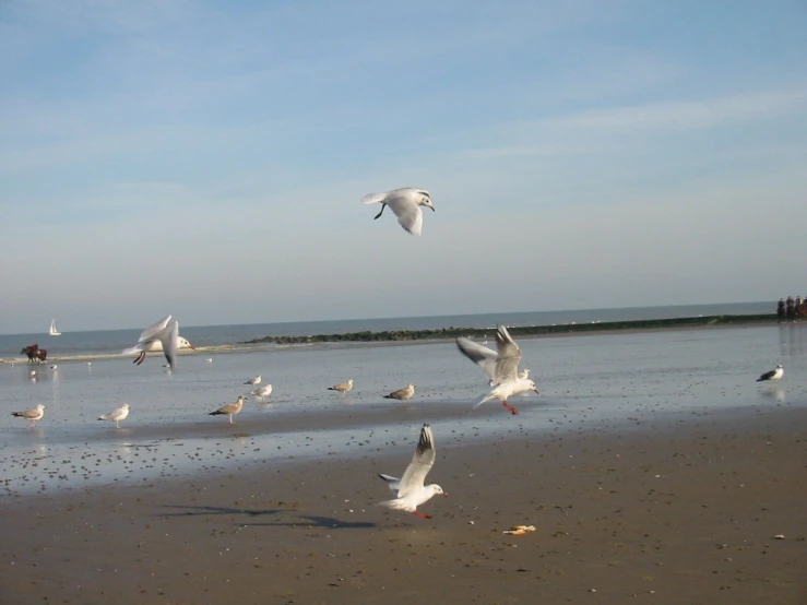seagulls gather on the sandy beach near the water