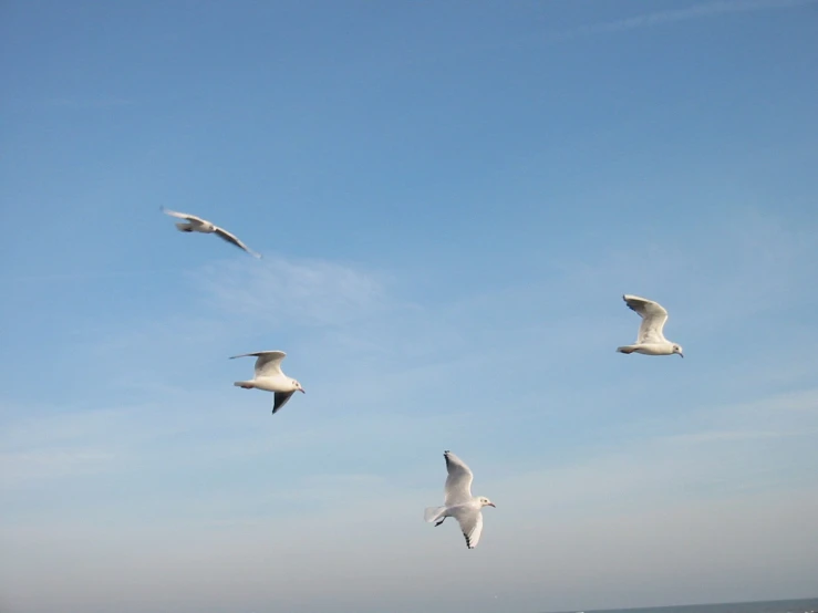 four seagulls flying over the water against a bright blue sky