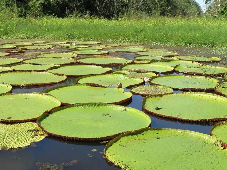 a swamp filled with lots of green water lilyes