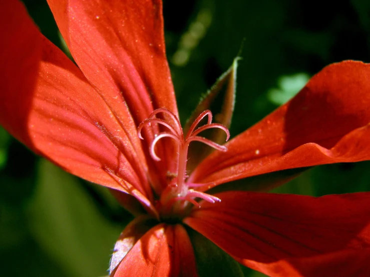 bright orange flowers with a rain drops on them