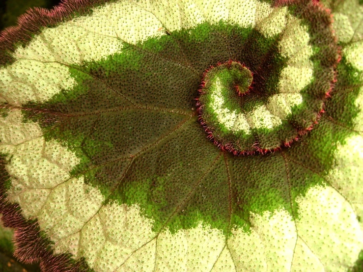 a leaf with a spiral pattern that appears to be very colorful