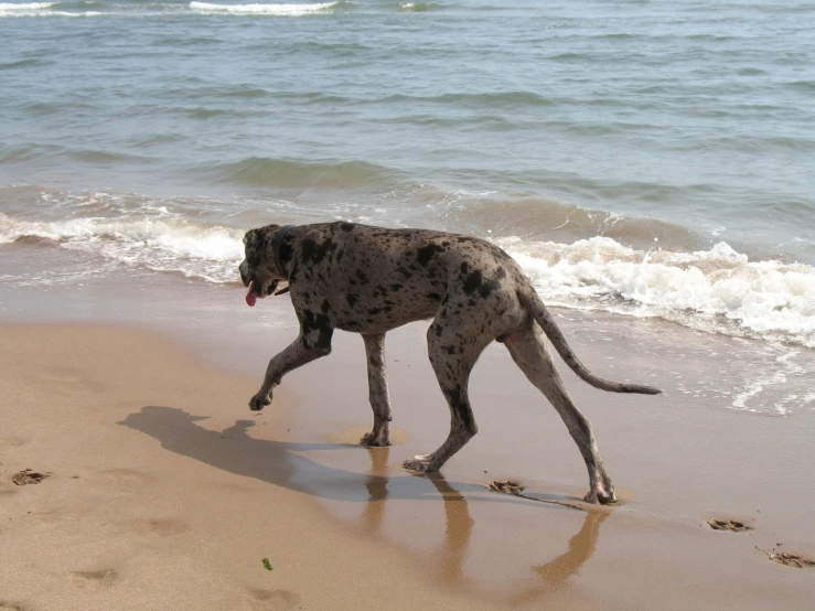 a spotted dog walking along the shore line at the ocean