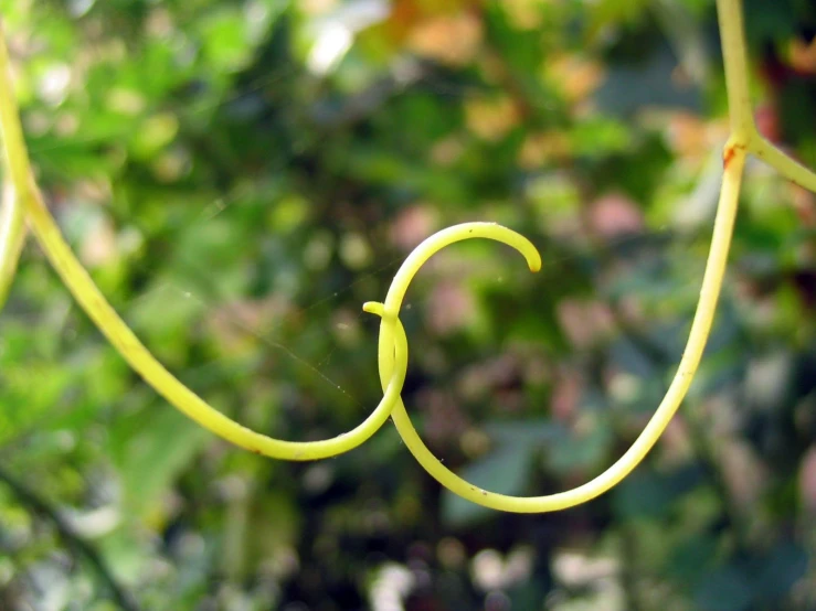 a green swirl in the middle of an outside plant