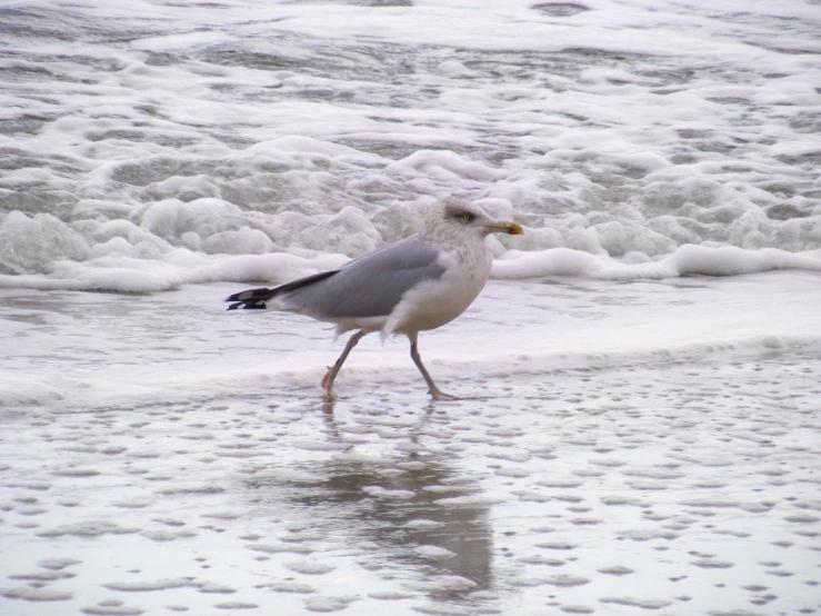 a seagull walking in the ocean water with wet bubbles