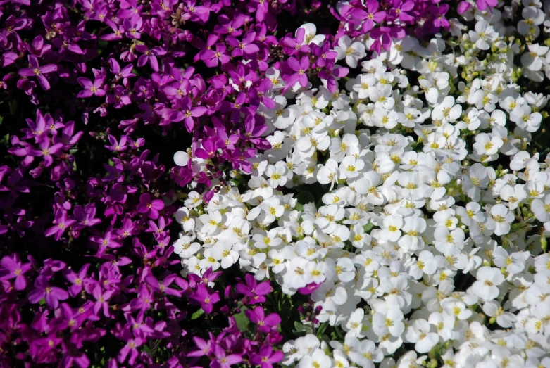 several types of white and purple flowers that are on display