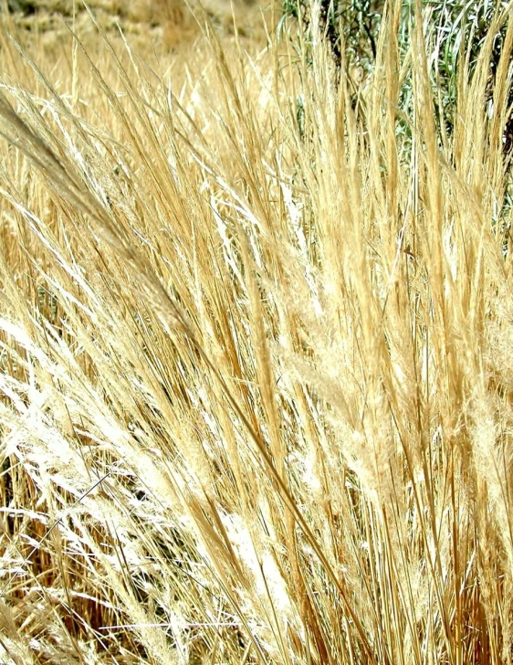 this is an image of a tall field of grasses