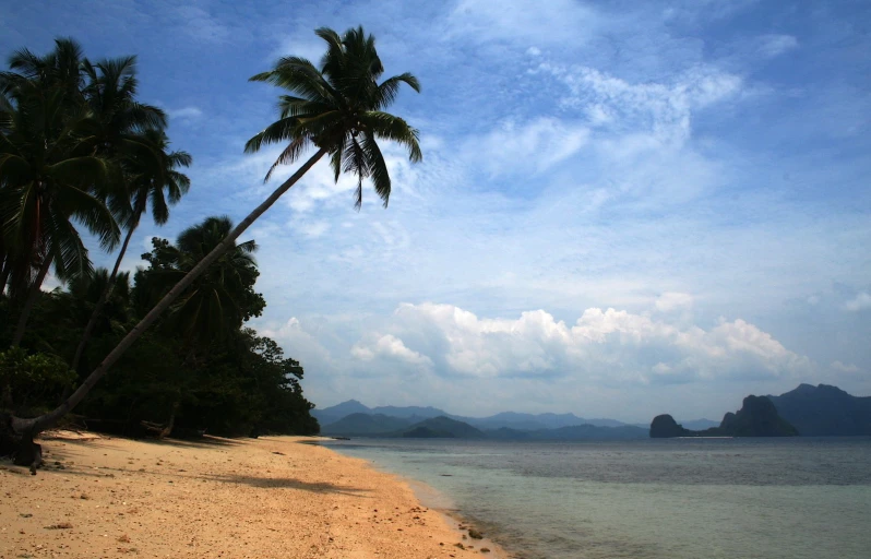 palm trees are along the beach with clear water