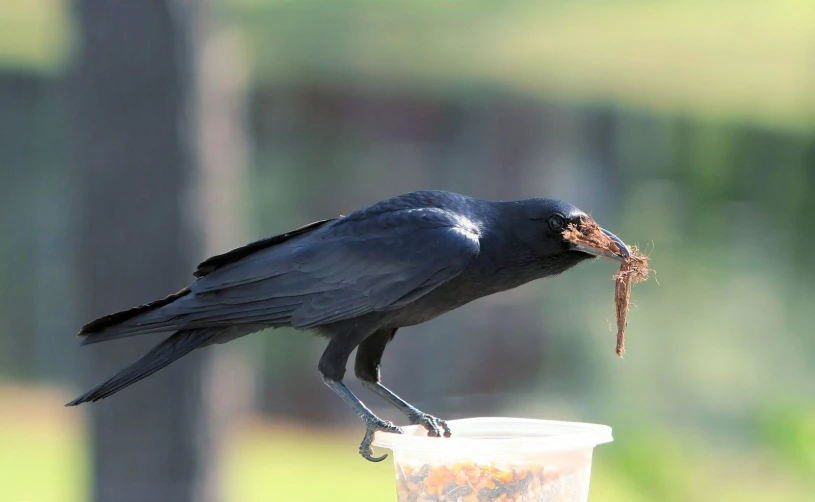 a crow perched on top of a plastic cup and eating some food