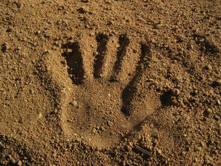 a big dirty bear track in the sand