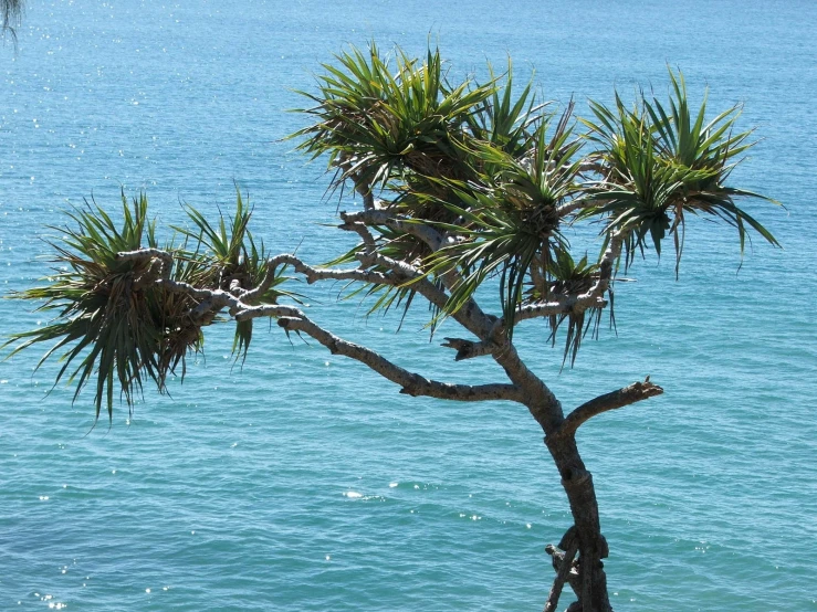 a lone sea bird rests on a small tree over the water