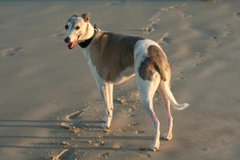 a dog with a leash on walking in the sand
