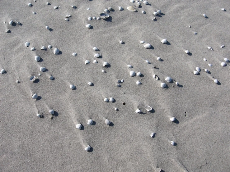 many small shells on a sandy beach