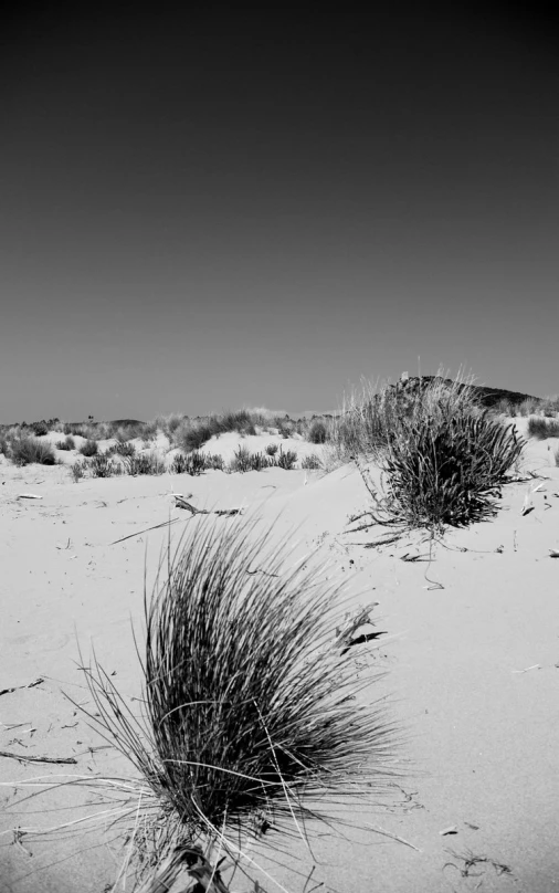 two black and white pograph of plants in the sand