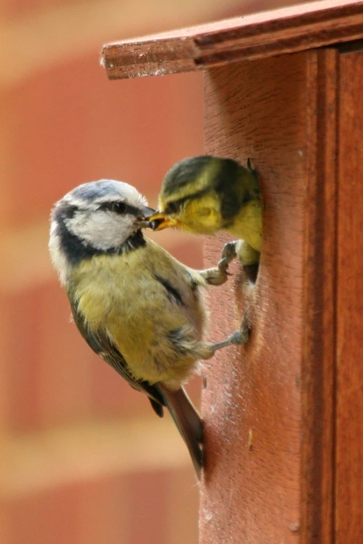 there is a small bird eating on the door 