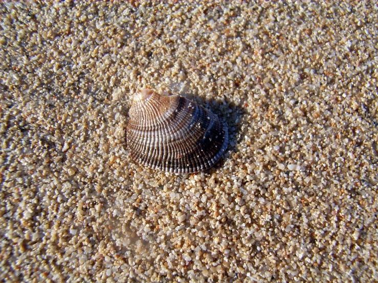 a very small seashell is lying on a sandy beach