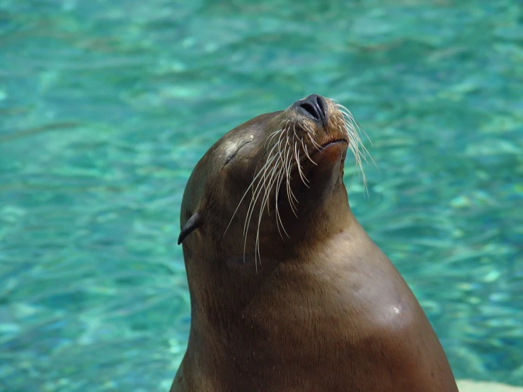 a seal is standing by some water