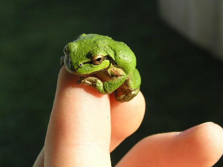 a person holding a small frog up to their face