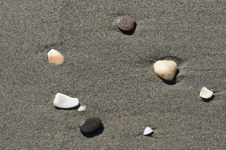 rocks are scattered in the sand with shells