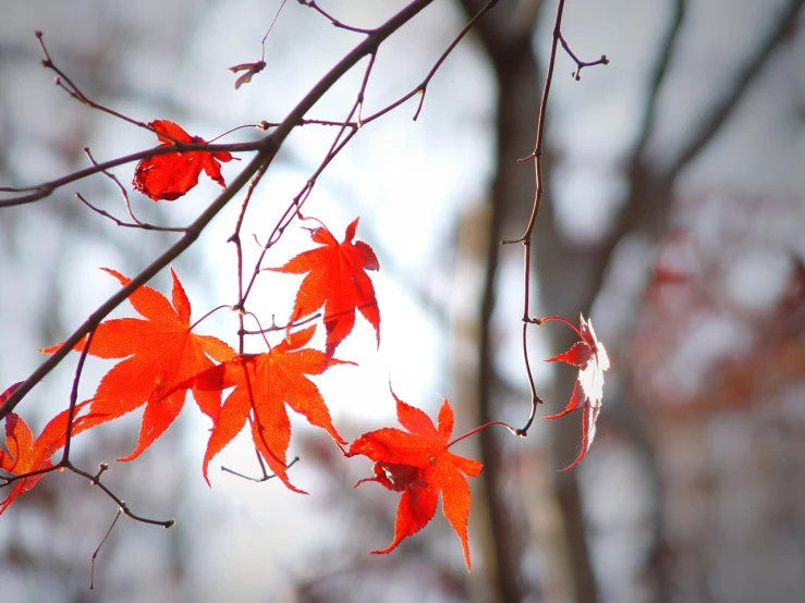 a tree nch with red leaves with a sky background