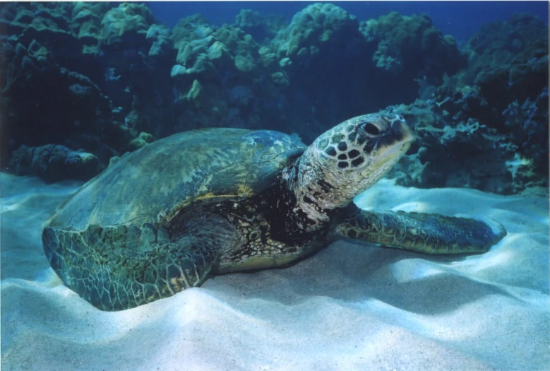 a green turtle swimming on the sandy ocean floor